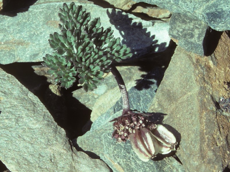 Toiyabe Springparsley photo 7
