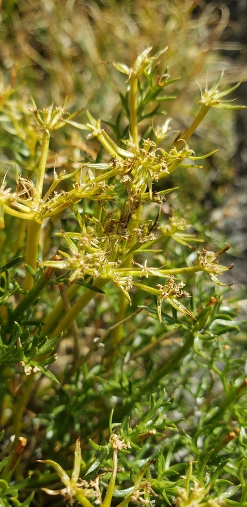 Henderson's Wavewing photo 6