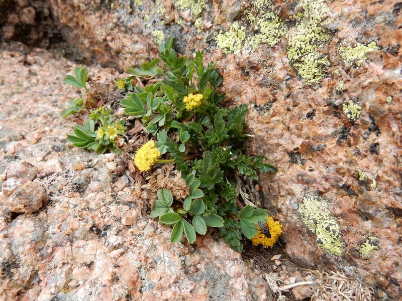 Rocky Mountain Alpineparsley