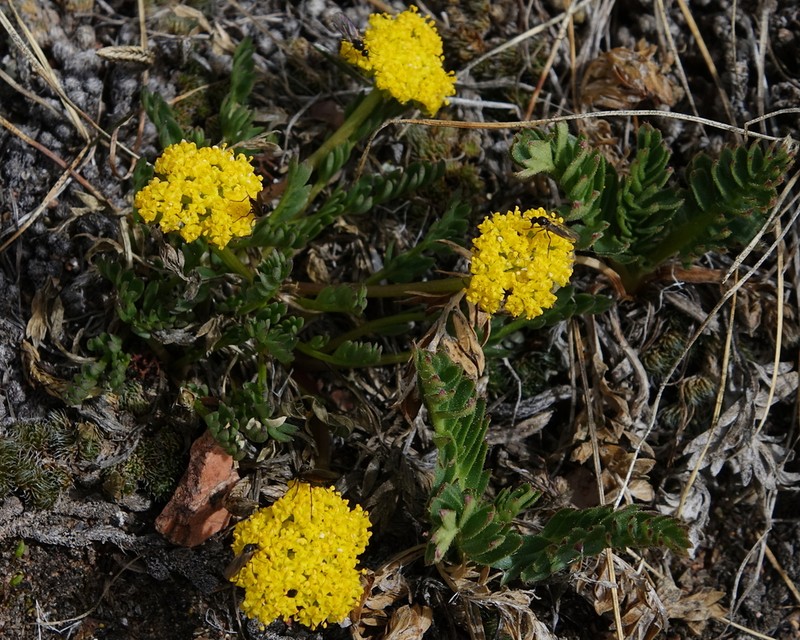 Rocky Mountain Alpineparsley photo 2