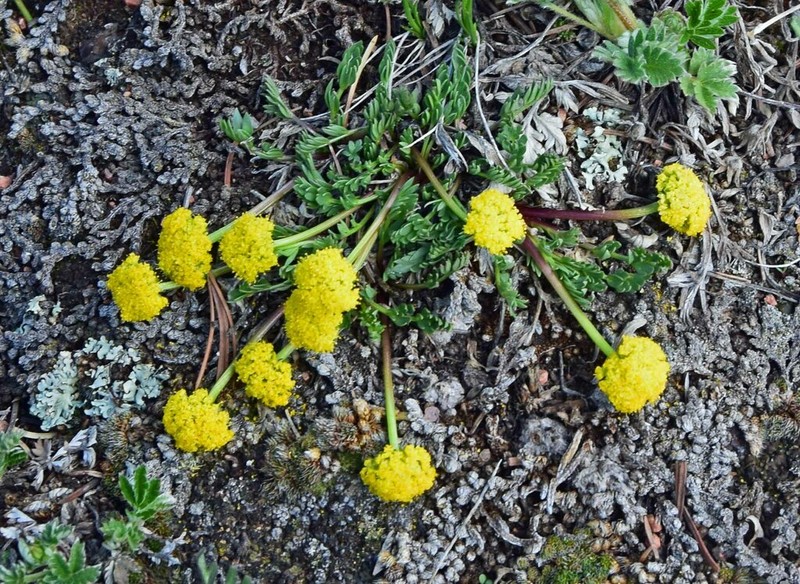 Rocky Mountain Alpineparsley photo 3