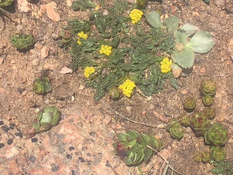 Rocky Mountain Alpineparsley photo 4