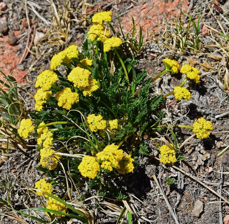 Rocky Mountain Alpineparsley photo 5