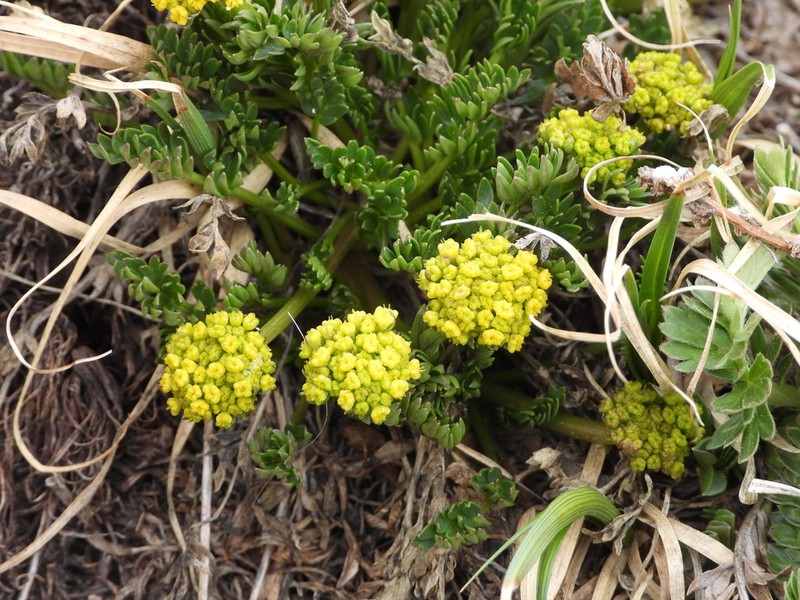 Rocky Mountain Alpineparsley photo 6
