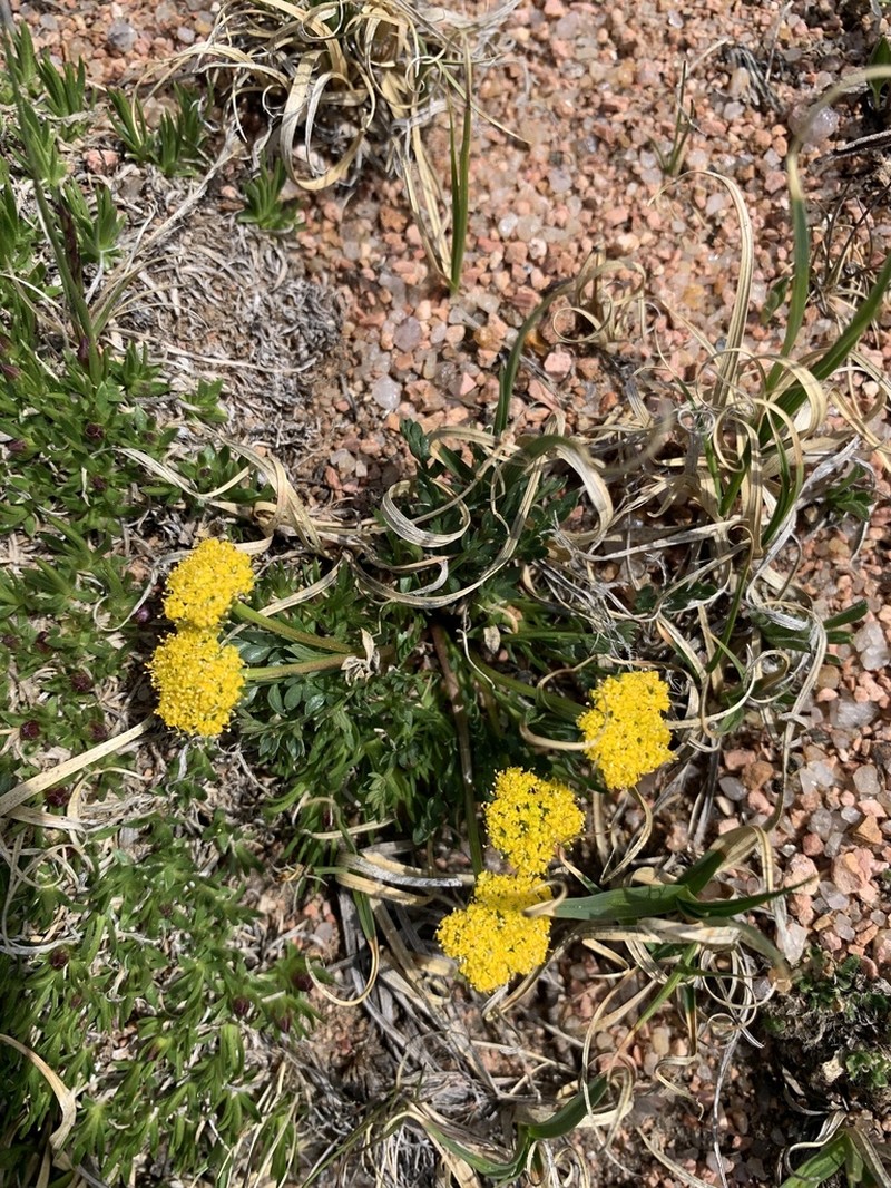Rocky Mountain Alpineparsley photo 7