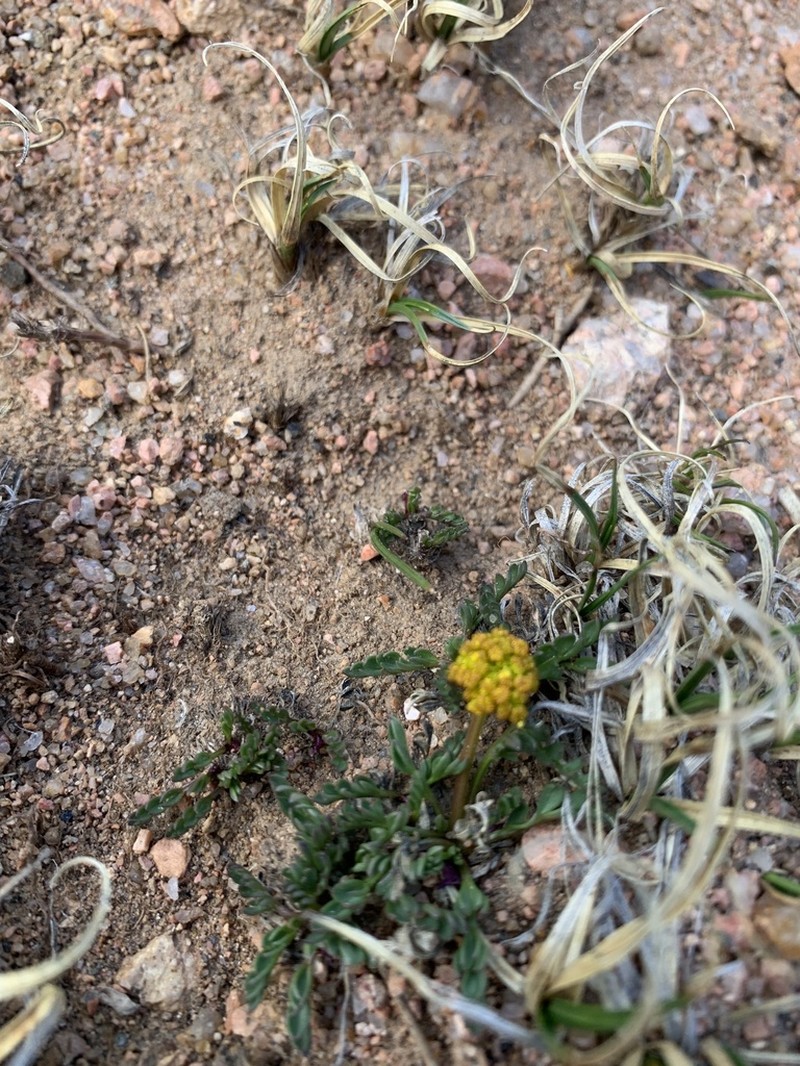 Rocky Mountain Alpineparsley photo 8