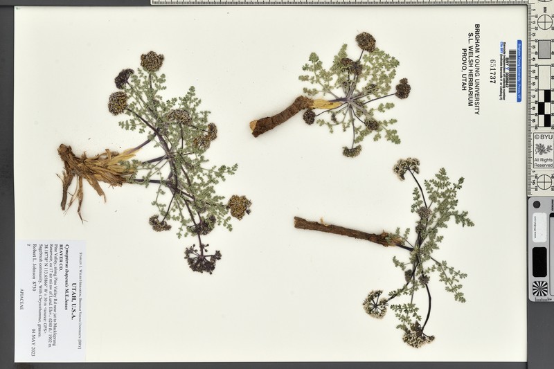 Cymopterus ibapensis