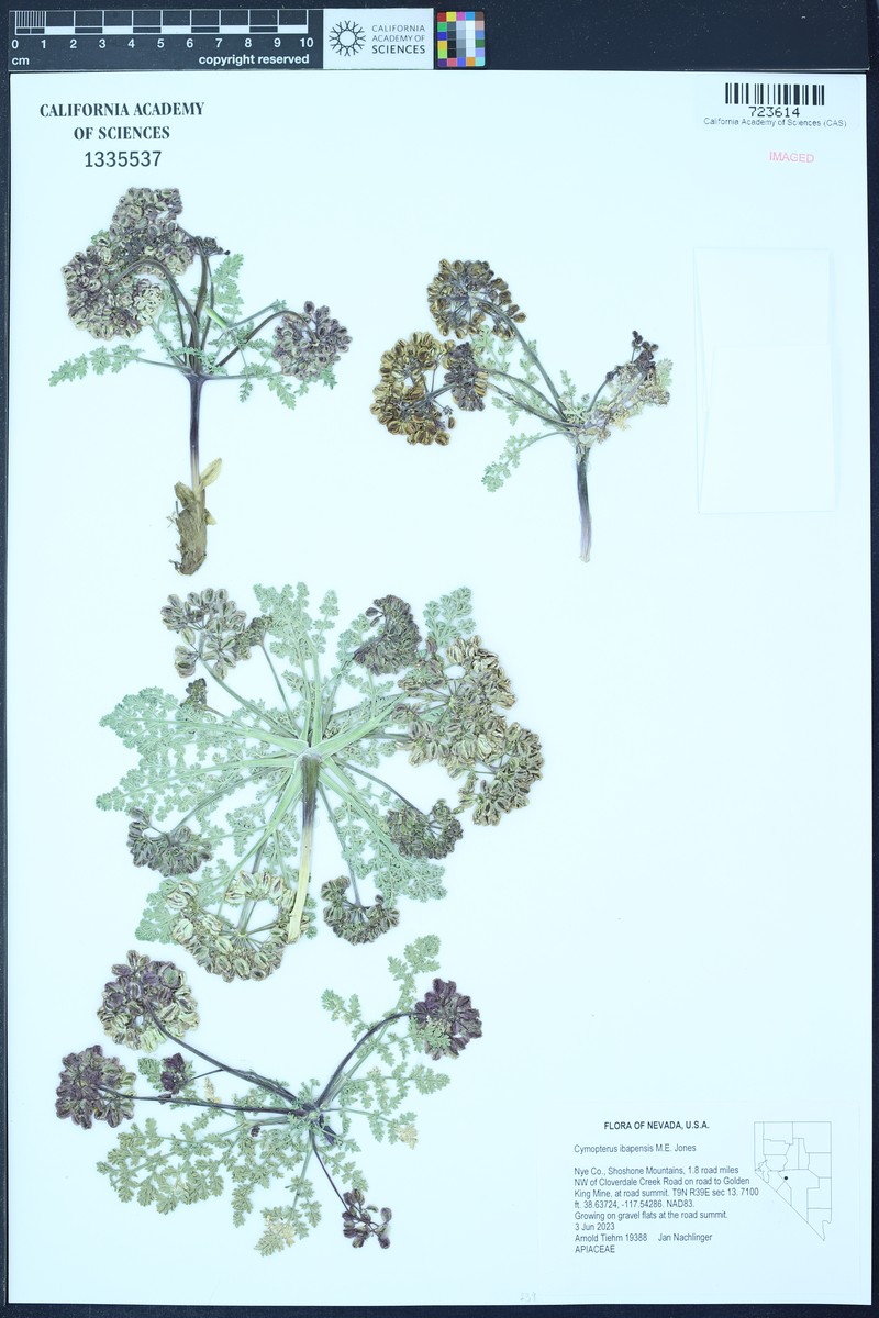 Cymopterus ibapensis photo 2
