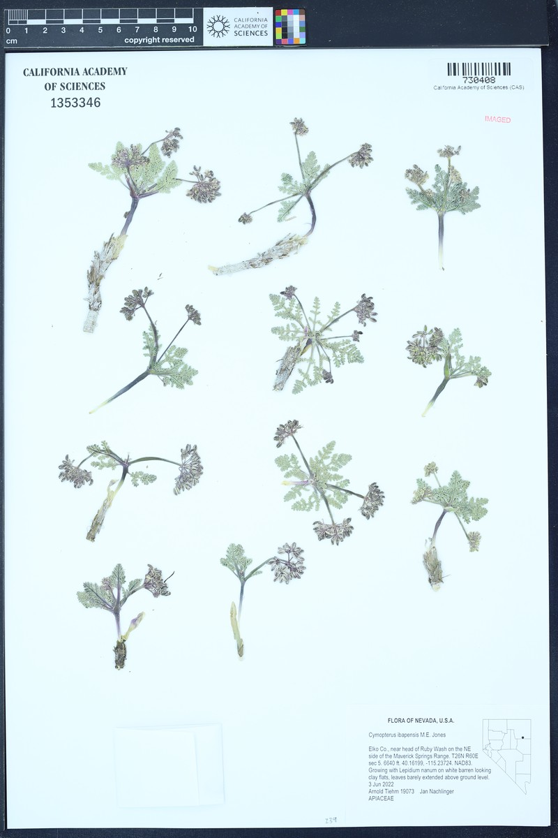 Cymopterus ibapensis photo 3