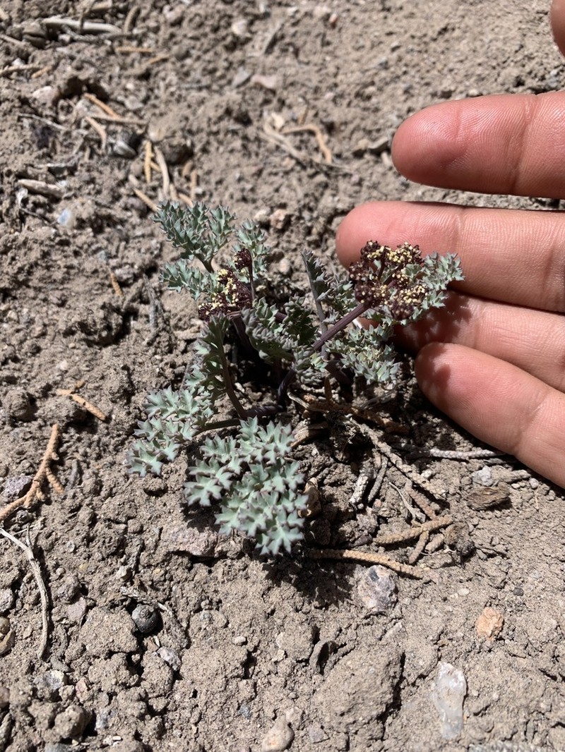 Jones' Springparsley