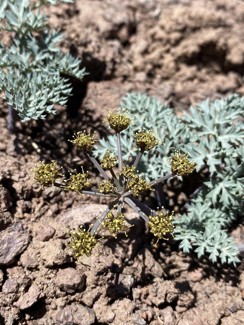 Jones' Springparsley photo 2