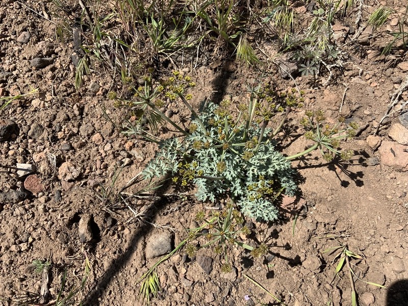 Jones' Springparsley photo 3