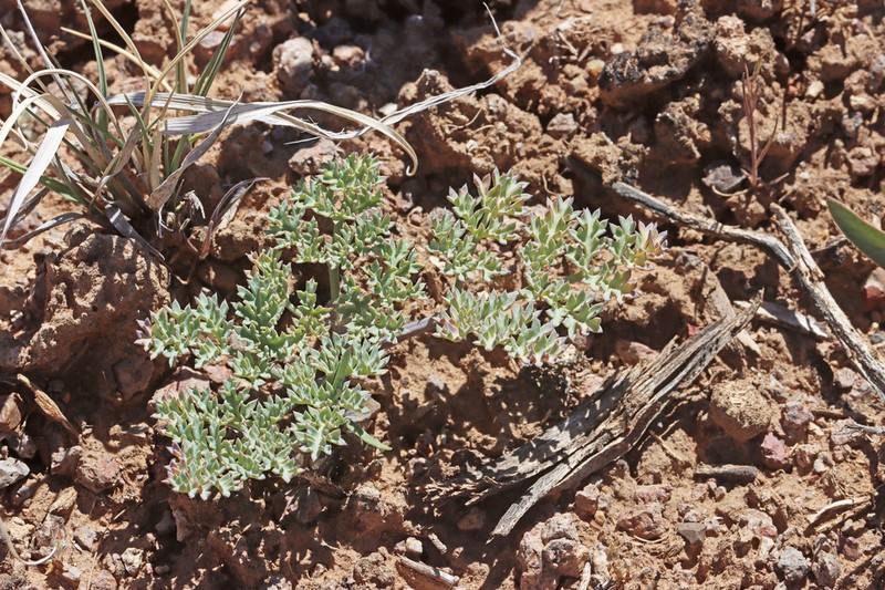 Jones' Springparsley photo 4