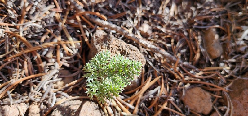 Jones' Springparsley photo 5