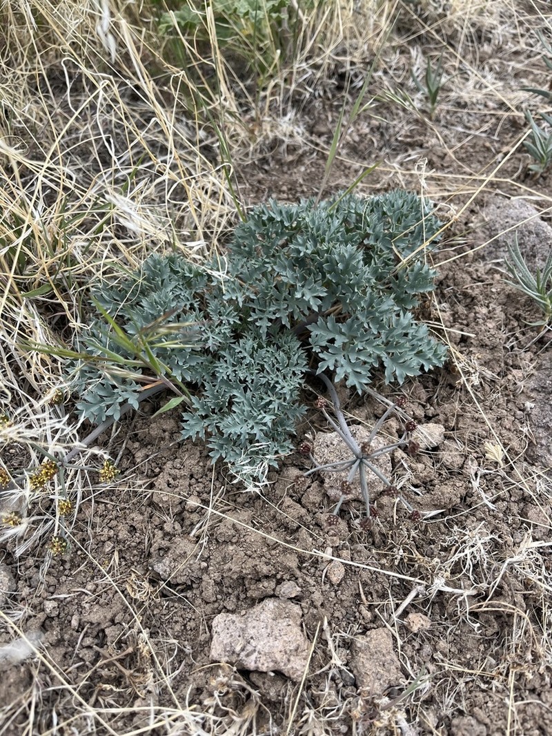 Jones' Springparsley photo 6