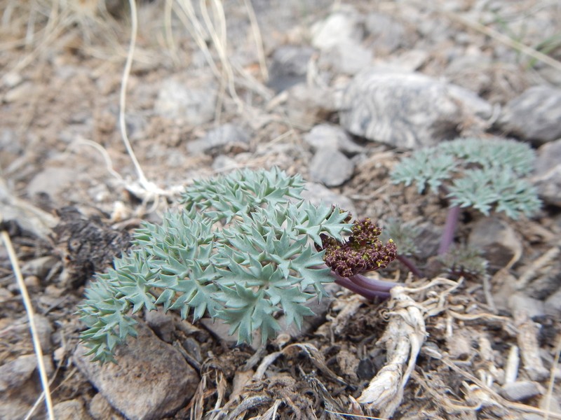 Jones' Springparsley photo 7