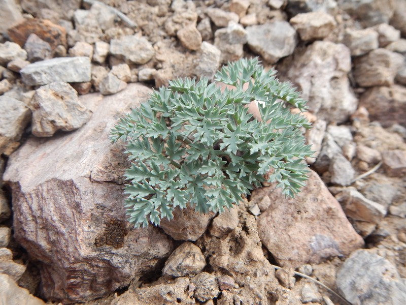 Jones' Springparsley photo 8