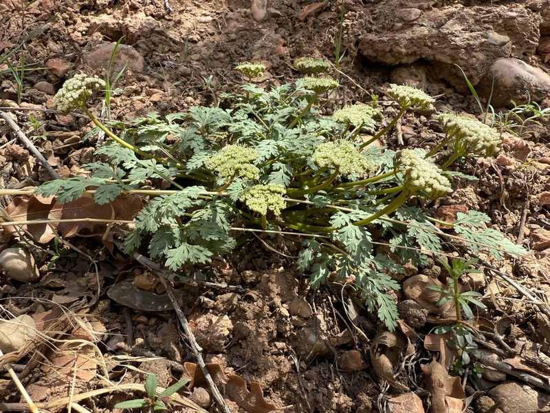 Talus Springparsley