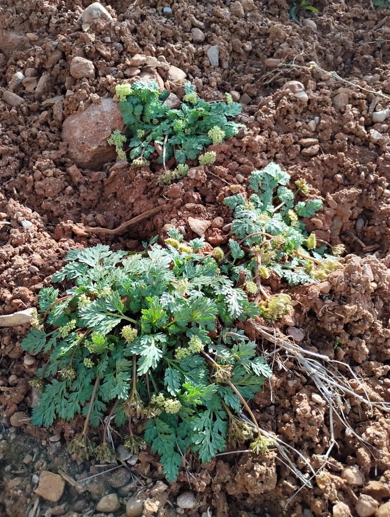 Talus Springparsley photo 2