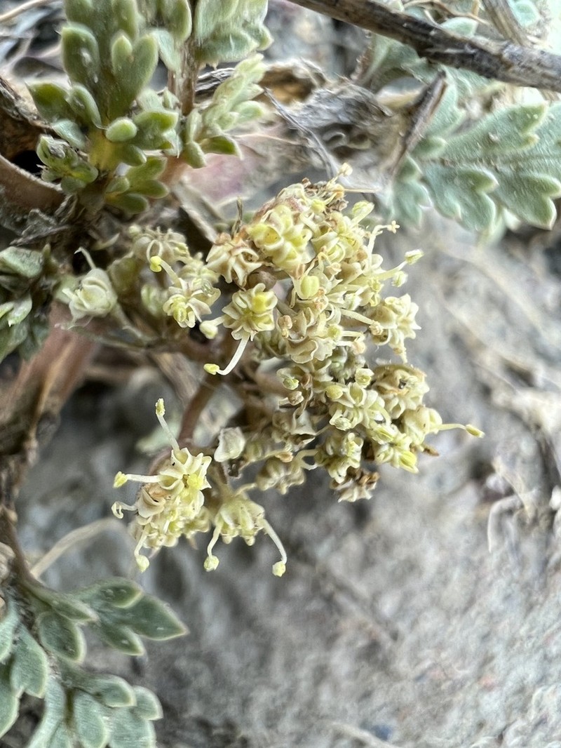 Talus Springparsley photo 3