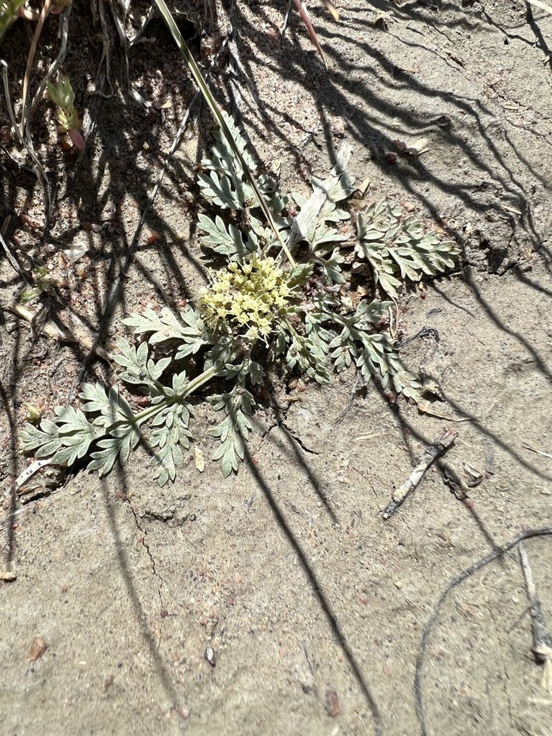 Talus Springparsley photo 4