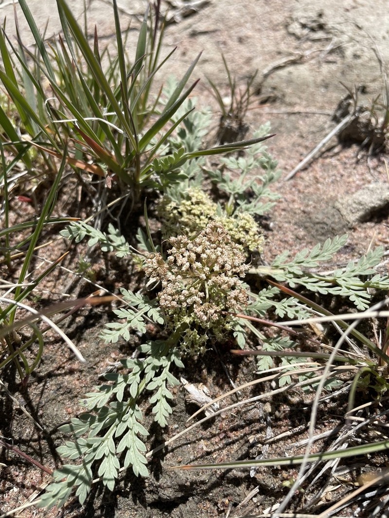 Talus Springparsley photo 5