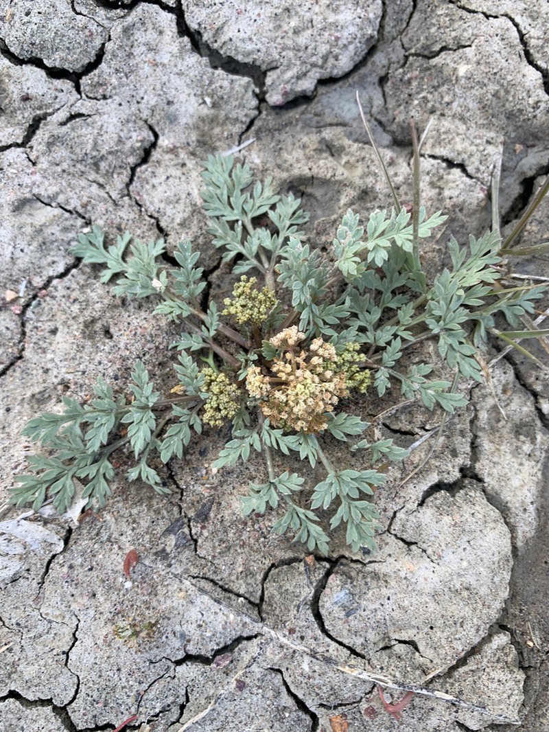 Talus Springparsley photo 6