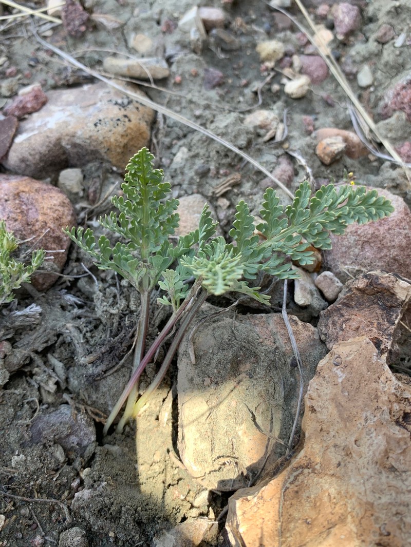 Talus Springparsley photo 7