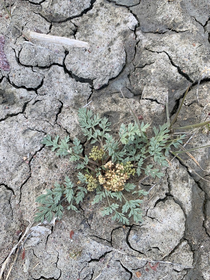 Talus Springparsley photo 8