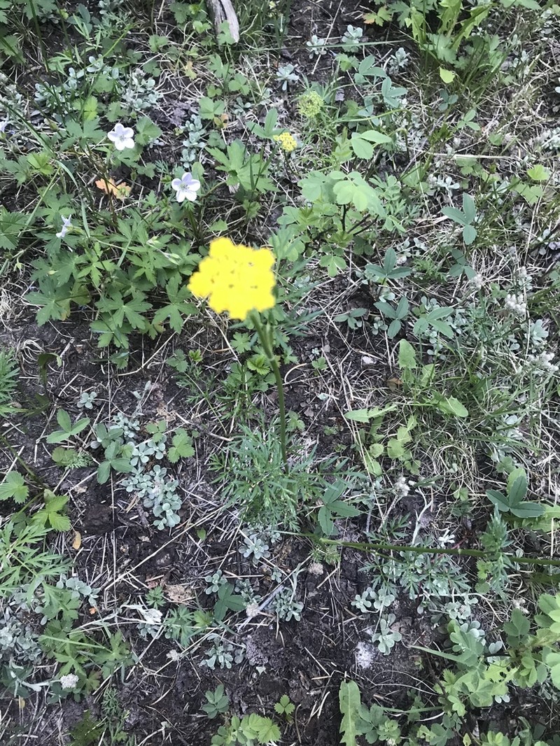 Alpine False Springparsley