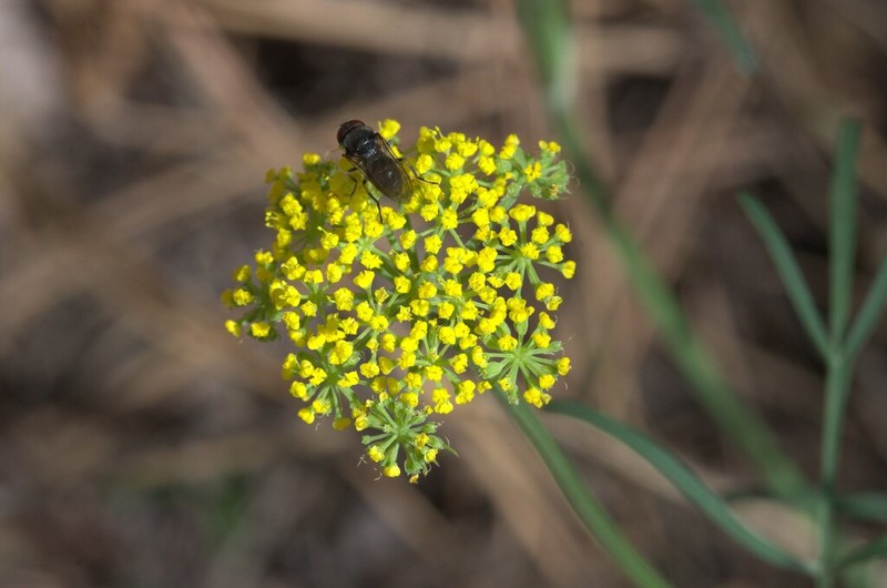 Alpine False Springparsley photo 2