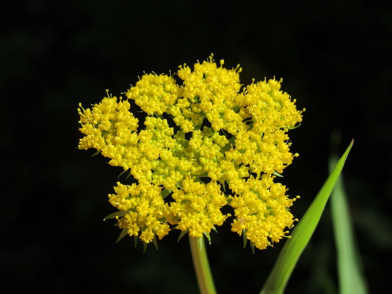 Alpine False Springparsley photo 3