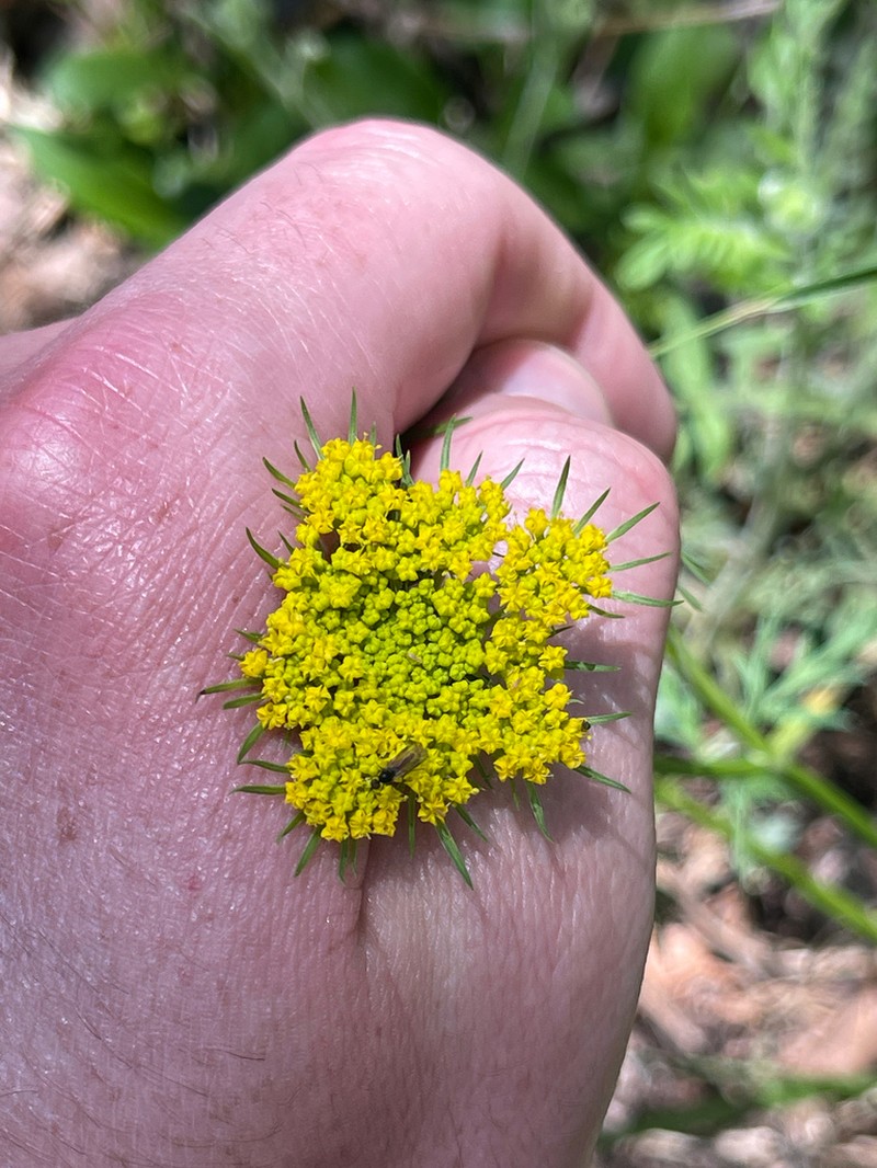 Alpine False Springparsley photo 4