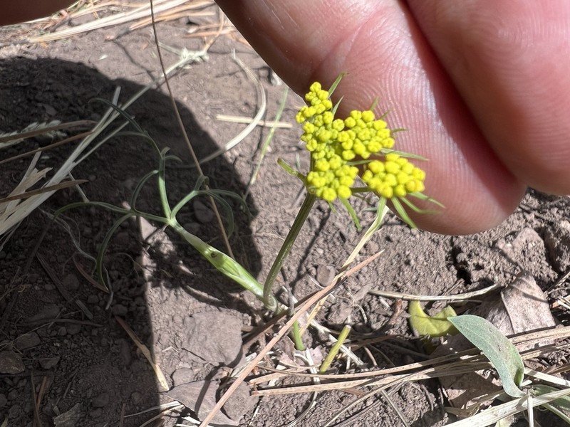 Alpine False Springparsley photo 5