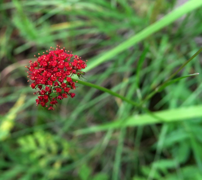 Alpine False Springparsley photo 6