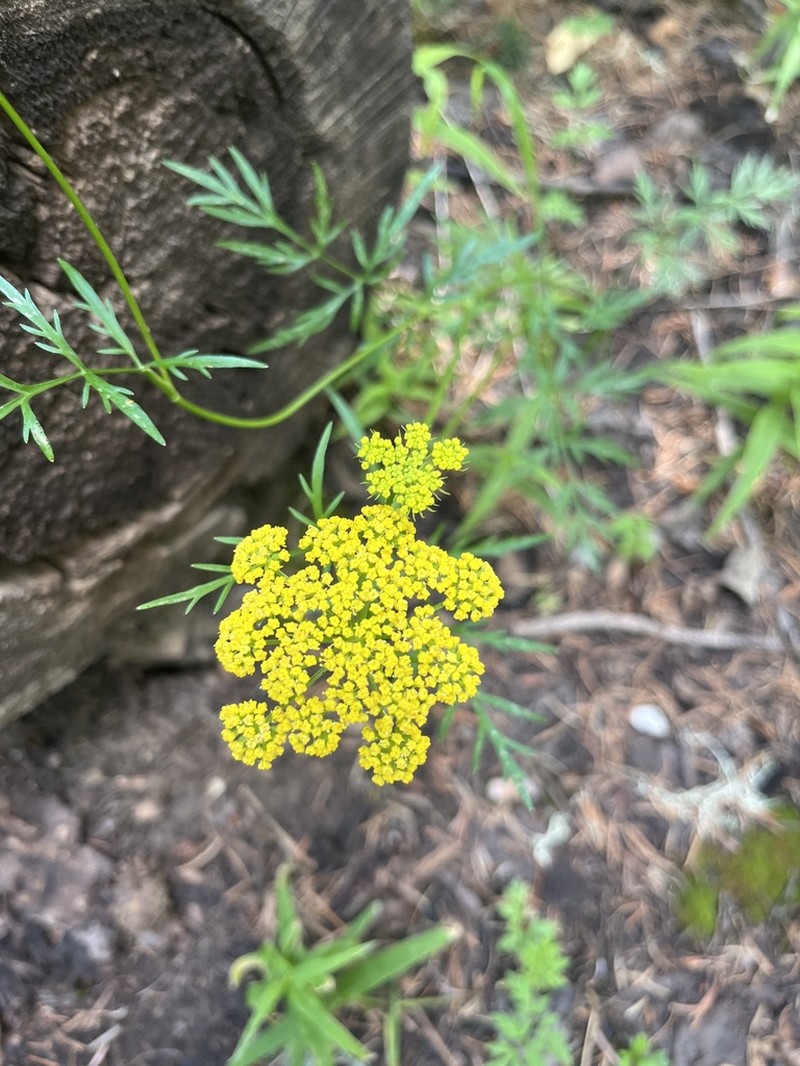 Alpine False Springparsley photo 7
