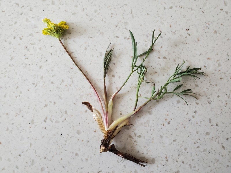 Alpine False Springparsley photo 8