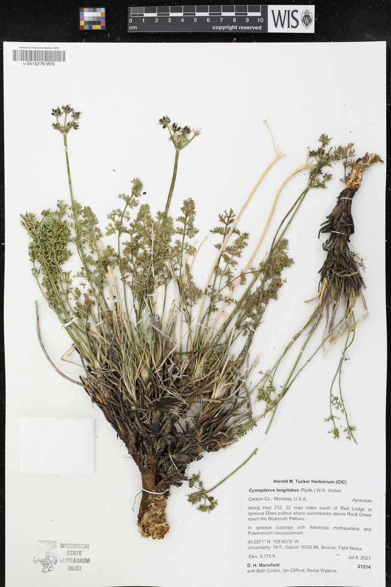 Cymopterus longilobus