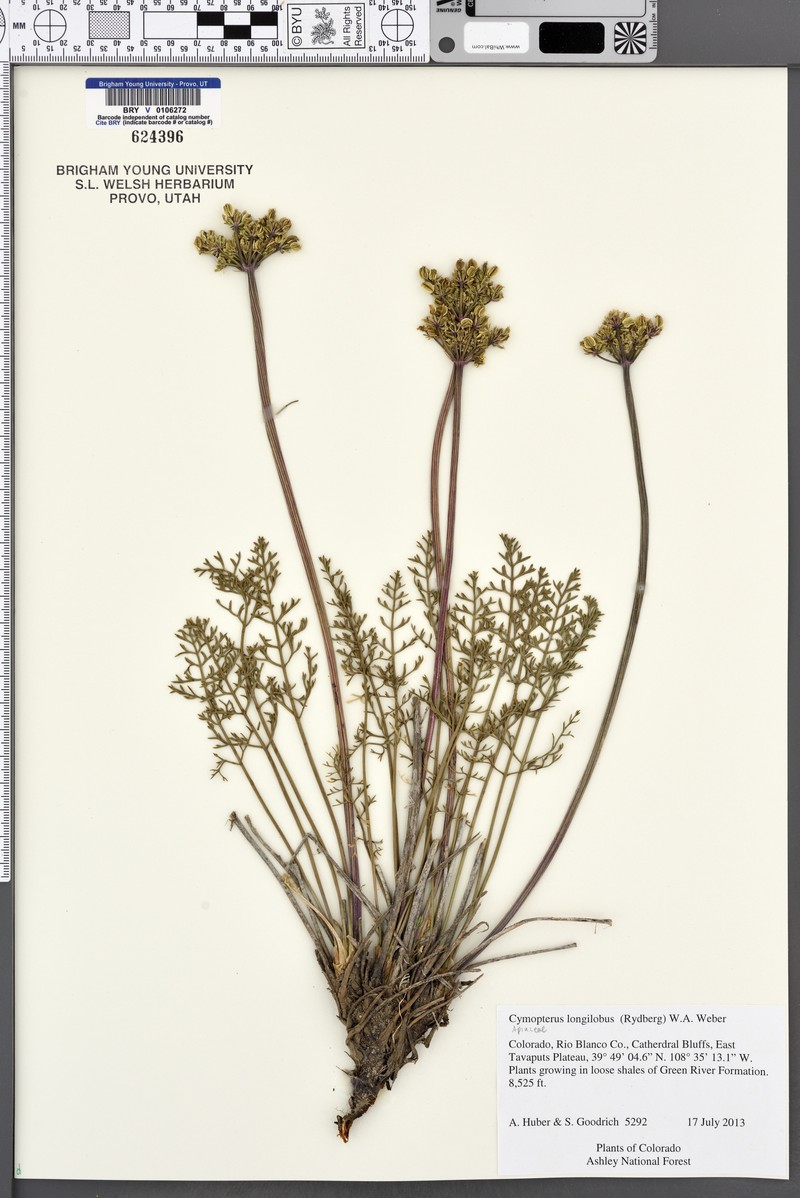 Cymopterus longilobus photo 2