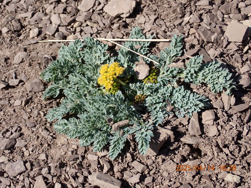 Longstalk Springparsley