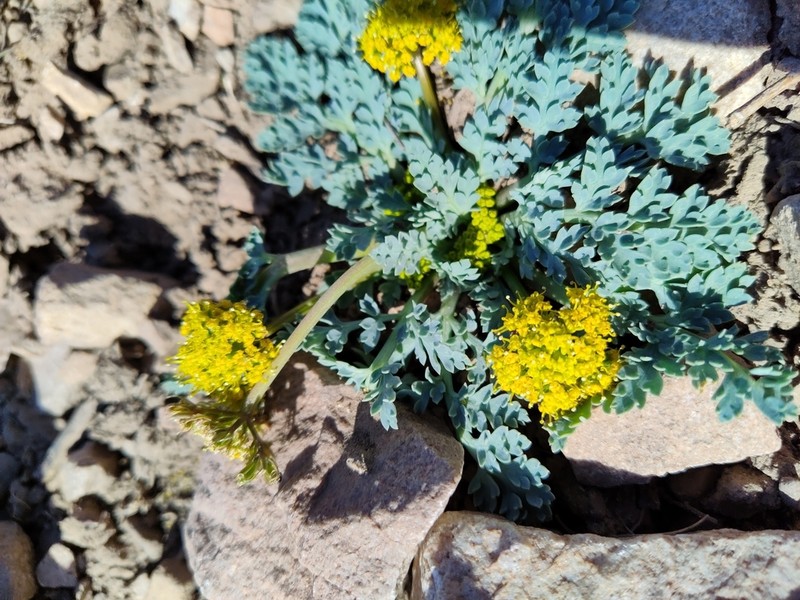 Longstalk Springparsley photo 2