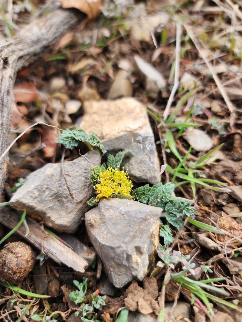 Longstalk Springparsley photo 3