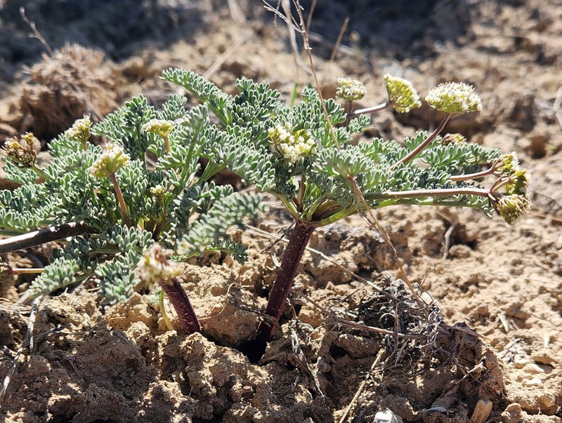 Longstalk Springparsley photo 5