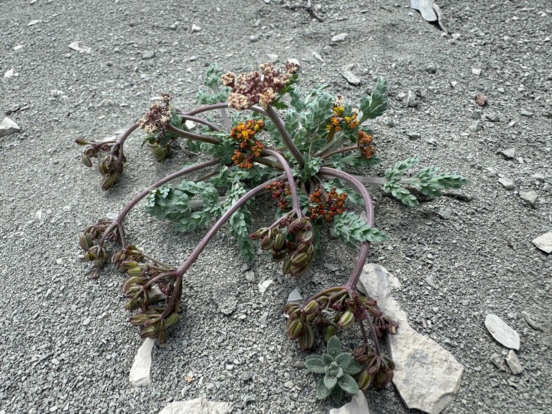 Longstalk Springparsley photo 6