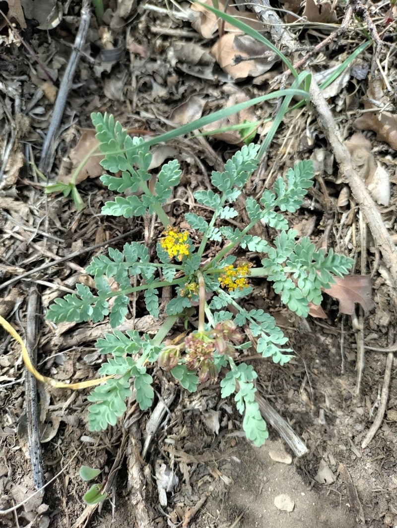 Longstalk Springparsley photo 7