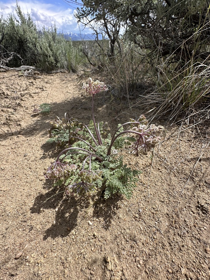 Ibapah Springparsley