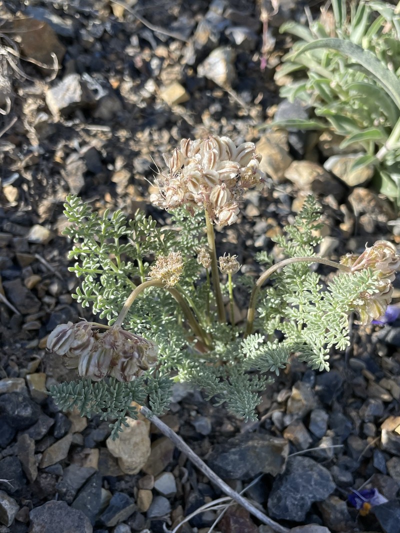 Ibapah Springparsley photo 5