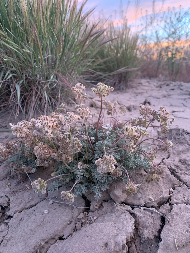 Ibapah Springparsley photo 7