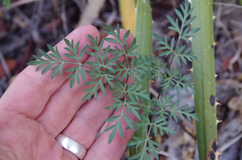 Trans-Pecos False Mountainparsley