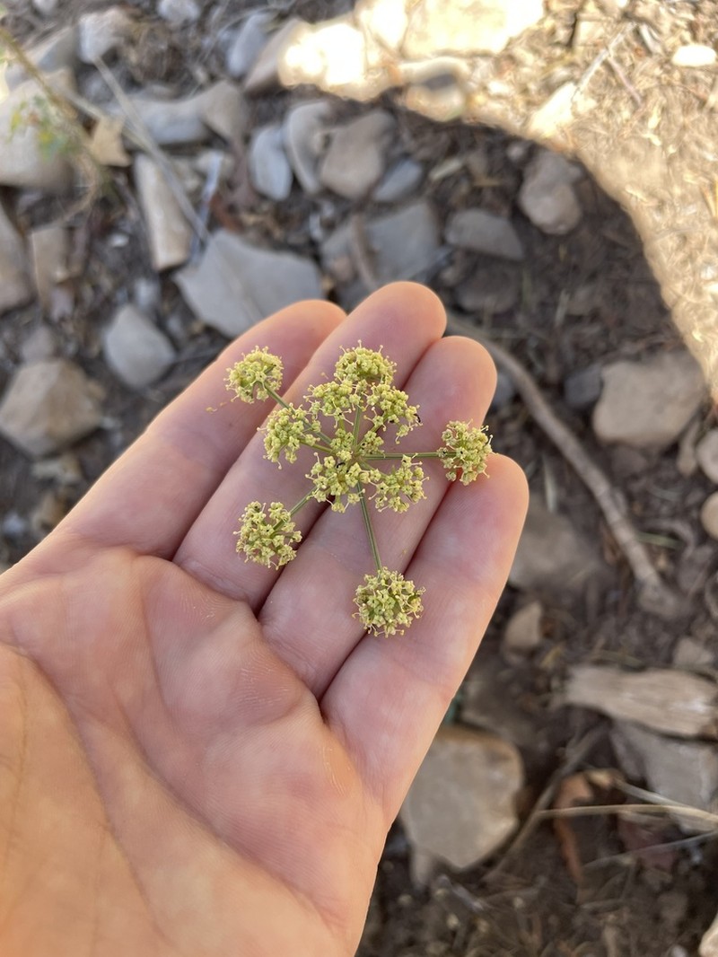 Trans-Pecos False Mountainparsley photo 2
